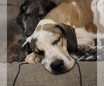 Small Photo #2 Great Dane Puppy For Sale in Lakewood, CO, USA