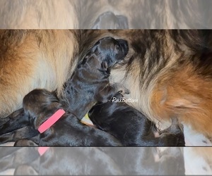 German Shepherd Dog Puppy for sale in MORRILTON, AR, USA
