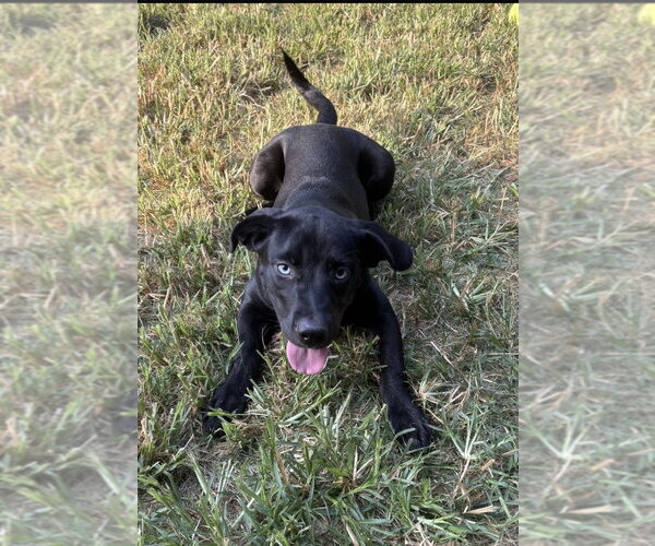 Medium Photo #4 Labrador Retriever-Unknown Mix Puppy For Sale in Boston, MA, USA