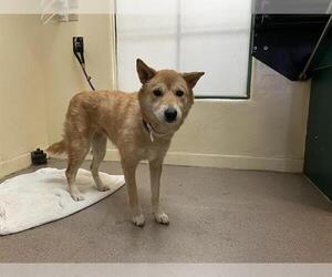 Mutt Dogs for adoption in Pasadena, CA, USA