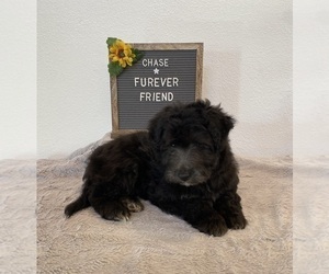Aussiedoodle Miniature  Puppy for sale in BLOOMFIELD, IN, USA