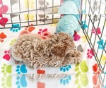 Small #11 Cavapoo (Miniature)-Poodle (Toy) Mix