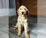 Small Photo #1 Goldendoodle (Miniature) Puppy For Sale in QUARRYVILLE, PA, USA