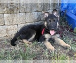 Small #7 German Shepherd Dog