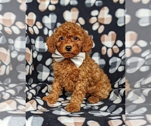 Poodle (Toy) Puppy for sale in QUARRYVILLE, PA, USA