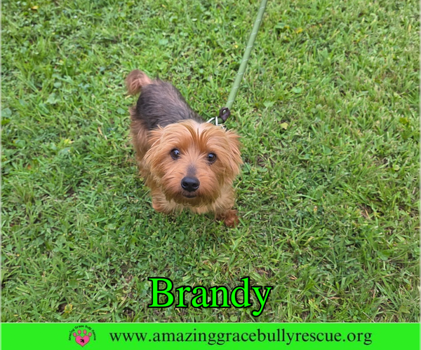 Medium Photo #1 Mutt Puppy For Sale in Milton, FL, USA