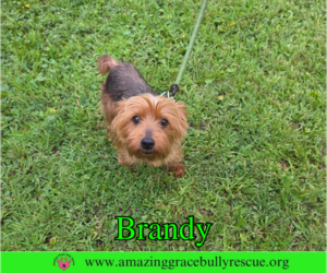 Mutt Dogs for adoption in Milton, FL, USA