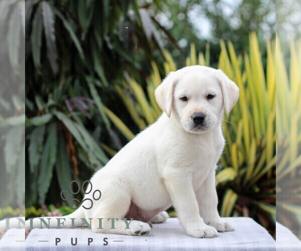 Medium Photo #1 Labrador Retriever Puppy For Sale in GORDONVILLE, PA, USA