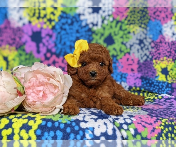 Medium Photo #6 Goldendoodle Puppy For Sale in COCHRANVILLE, PA, USA