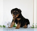 Small #3 Airedale Terrier