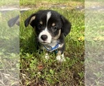 Small Photo #72 Pembroke Welsh Corgi Puppy For Sale in PERKINSVILLE, VT, USA
