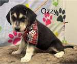 Small #2 Beagle-Huskies  Mix