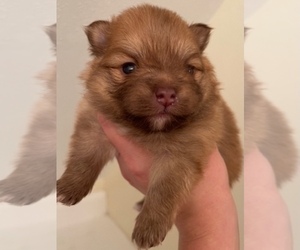 Pomeranian Puppy for sale in SCHAUMBURG, IL, USA