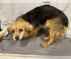 Chihuahua Dogs for adoption in Modesto, CA, USA