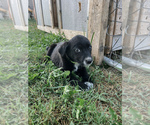 Puppy Neon Green Australian Cattle Dog-Labrador Retriever Mix