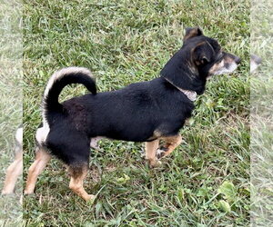 Kismet - Male Miniature English Bulldach Dog for Adoption - Photo #3