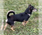 Small Photo #3 Miniature English Bulldach Puppy For Sale in Batavia, OH, USA