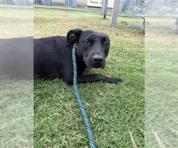 Medium Photo #3 Labrador Retriever Puppy For Sale in Corpus Christi, TX, USA