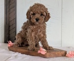 Small #1 Cavapoo (Miniature)