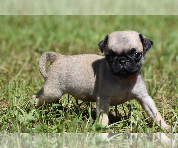 Medium Photo #4 Pug Puppy For Sale in PALM COAST, FL, USA