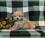 Small Photo #5 Maltipoo Puppy For Sale in LEOLA, PA, USA