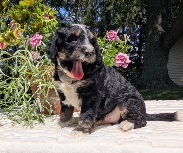 Medium Photo #52 Miniature Bernedoodle Puppy For Sale in GOSHEN, IN, USA