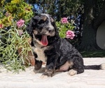 Small #10 Miniature Bernedoodle