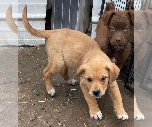 Medium Photo #2 Golden Pyrenees Puppy For Sale in Tracy City, TN, USA