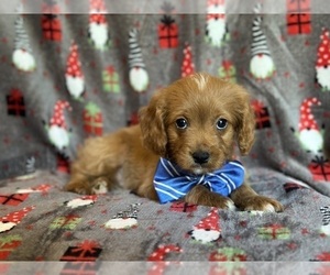 Cavapoo Puppy for sale in LAKELAND, FL, USA