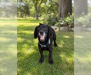 Doxle Dogs for adoption in San Diego, CA, USA