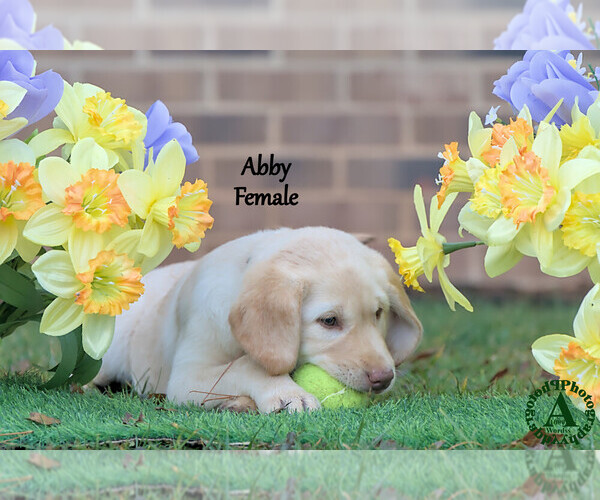 Medium Photo #17 Labrador Retriever Puppy For Sale in BRIDGEWATER, VA, USA
