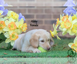 Small Photo #17 Labrador Retriever Puppy For Sale in BRIDGEWATER, VA, USA