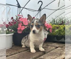 Pembroke Welsh Corgi Puppy for sale in ROCKVILLE, IN, USA