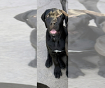 Small #4 Cane Corso