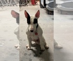 Small Photo #7 Bull Terrier Puppy For Sale in KENNEWICK, WA, USA