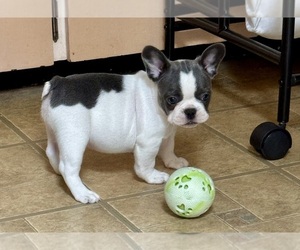Medium French Bulldog