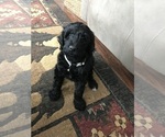 Puppy Kixie Goldendoodle