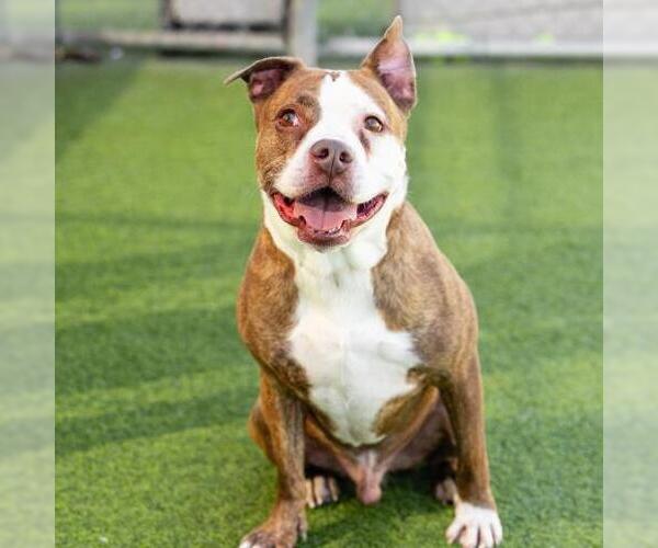 Medium Photo #1 Mutt Puppy For Sale in Camarillo, CA, USA