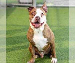 Mutt Dogs for adoption in Camarillo, CA, USA