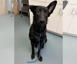 Shepradors Dogs for adoption in London, Ontario, Canada