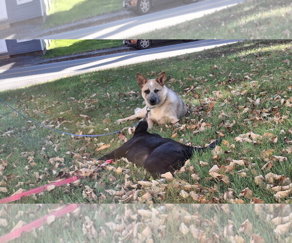 Medium Photo #22 Mutt Puppy For Sale in Sebec, ME, USA