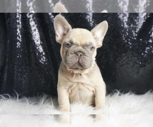 Medium Photo #24 French Bulldog Puppy For Sale in WARSAW, IN, USA