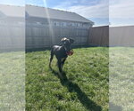 Small #1 Doberman Pinscher Mix