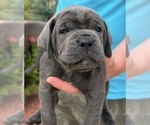 Puppy Puppy 4 Cane Corso