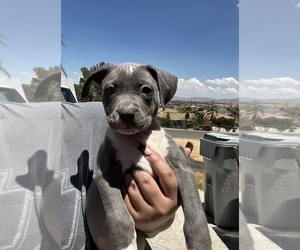 American Pit Bull Terrier Puppy for sale in HESPERIA, CA, USA