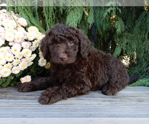 Labradoodle Puppy for Sale in MILLERSBURG, Ohio USA