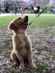 Golden Retriever Puppy for sale in KENT, WA, USA