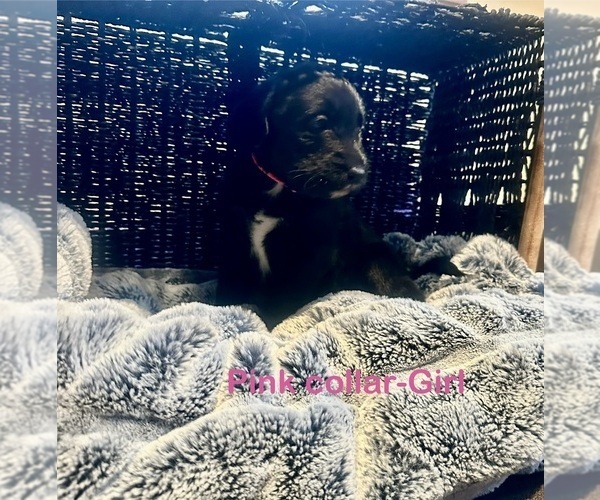 Medium Photo #13 Labradoodle Puppy For Sale in KIRKSVILLE, MO, USA