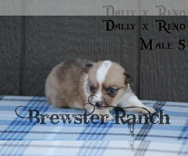 Medium Photo #1 Pembroke Welsh Corgi Puppy For Sale in TIMPSON, TX, USA