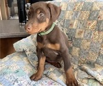 Small Photo #3 Doberman Pinscher Puppy For Sale in BRISTOL, CT, USA